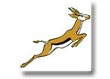 national animal springbok
